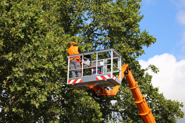 Best Local Tree Services  in USA